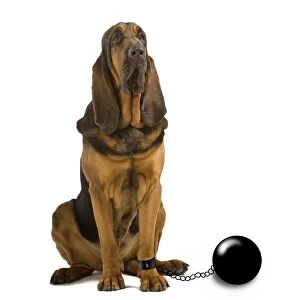Bloodhounds Gallery: Dog - imprisoned with ball and chain