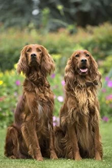 Animals Gallery: Dog - Two Irish / Red Setter dogs outdoors