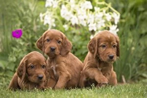 Irish Gallery: Dog - Three Irish / Red Setter puppies outdoors