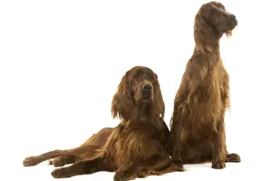 Dog - Irish / Red Setters in studio