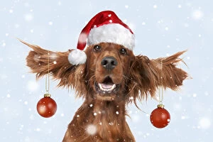 Xmas Gallery: Dog - Irish setter with ears up wearing Santa hat and red bauble decorations Date: 16-05-2007