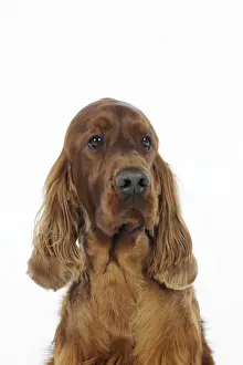 DOG. Irish setter head shot