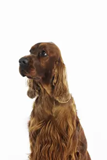 DOG. Irish setter head shot