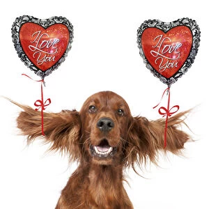 Dog - Irish setter head and shoulders ears splayed with I love you heart shaped balloons Dog - Irish setter head