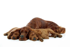 Dog. Irish Setter mother and puppies