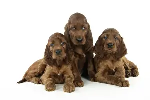 Setters Prints: Dog. Irish Setter puppies