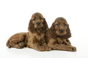 Images Dated 29th July 2008: Dog. Irish Setter puppies