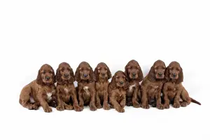 Litters Prints: Dog - Irish Setter - Puppies lying down