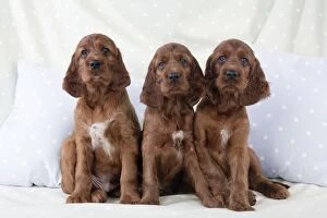 Images Dated 29th July 2008: Dog - Irish Setter - Puppies sitting down on pillow