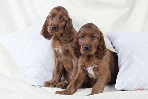 Images Dated 29th July 2008: Dog - Irish Setter - Puppies sitting down on pillow