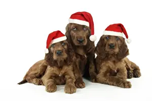 Rows Prints: Dog. Irish Setter puppies wearing Christmas hats Digital Manipulation: Christmas hats (JD)