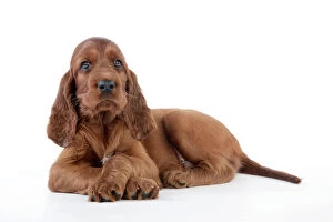 Images Dated 29th July 2008: Dog - Irish Setter - Puppy lying down