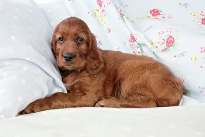 Images Dated 29th July 2008: Dog - Irish Setter - Puppy lying down on pillow
