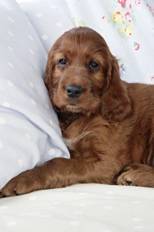 Images Dated 29th July 2008: Dog - Irish Setter - Puppy lying down on pillow