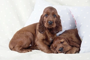 Images Dated 29th July 2008: Dog - Irish Setter - Puppy lying down on pillow