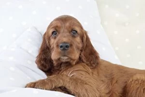 Images Dated 29th July 2008: Dog - Irish Setter - Puppy lying down on pillow