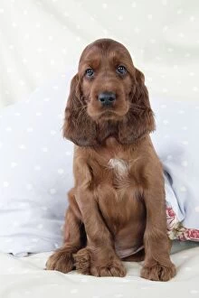 Images Dated 29th July 2008: Dog - Irish Setter - Puppy sitting down on pillow