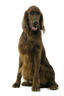 Images Dated 12th March 2006: Dog - Irish Setter setter irlandais