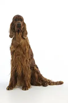 Irish Setters Prints: DOG. Irish setter sitting
