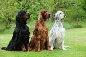 Lines Prints: DOG. Irish setter sitting between gordon setter and english setter