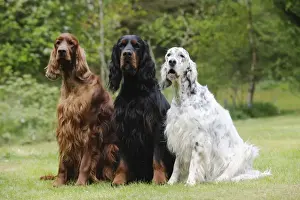 DOG. Irish setter sitting next to gordon setter and english setter