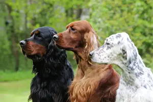 Lines Prints: DOG. Irish setter sitting between gordon setter and english setter (head shot)