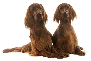 Setters Prints: Dog - Irish Setters Setter irlandais