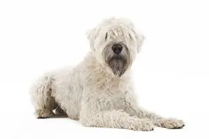Dog - Irish soft coated wheaten terrier - in studio