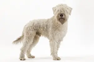 Dog - Irish soft coated wheaten terrier - in studio