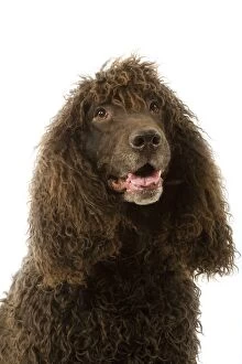 Images Dated 12th March 2006: Dog - Irish Water Spaniel