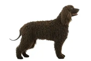 Liver Prints: Dog - Irish Water Spaniel
