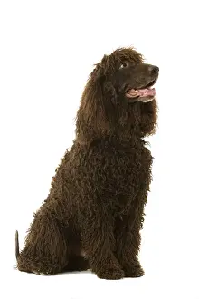 Dog - Irish Water Spaniel