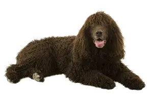 Dog - Irish Water Spaniel