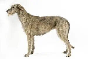 Dog - Irish Wolfhound