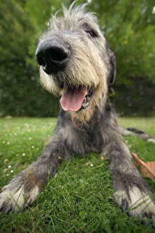 Mouths Collection: Dog - Irish wolfhound, close-up of head