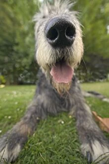 Dog - Irish wolfhound, close-up of head and nose