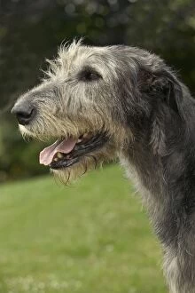 Dog - Irish wolfhound. Close-up of head, side view