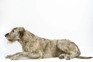 Dog - Irish Wolfhound, lying down