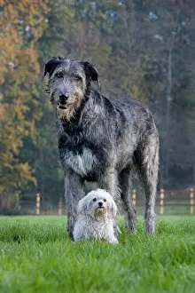 Images Dated 20th November 2011: Dog - Irish Wolfhound with Maltese dog