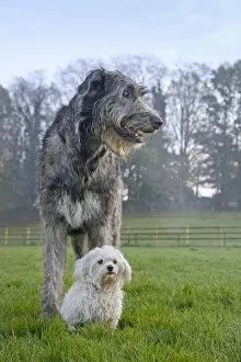 Images Dated 20th November 2011: Dog - Irish Wolfhound with Maltese dog