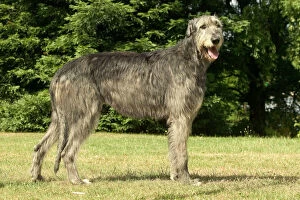 DOG - Irish wolfhound. Standing, side view