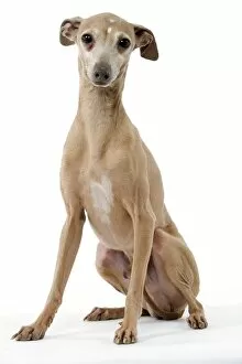 Dog - Italian Greyhound