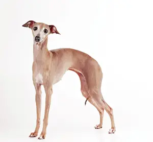 Dog - Italian Greyhound JD 11945 © John Daniels / ARDEA LONDON