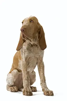 Dog - Italian Pointer - Sitting down