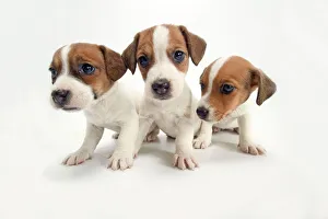 Jack Russel Terrier Dog