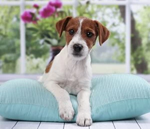 Dog Jack Russell