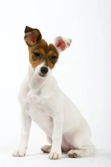 Images Dated 8th February 2006: Dog - Jack Russell (4 month old puppy)