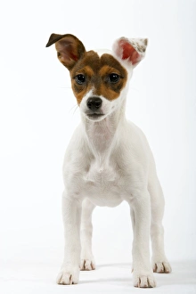 Images Dated 8th February 2006: Dog - Jack Russell (4 month old puppy)