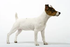 Images Dated 8th February 2006: Dog - Jack Russell (4 month old puppy)