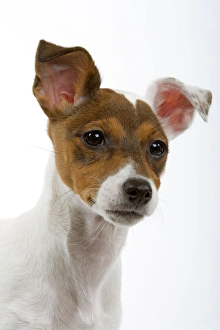 Images Dated 8th February 2006: Dog - Jack Russell - 4 month old puppy